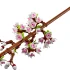 LEGO® Iconic Cherry Blossoms 40725