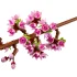 LEGO® Iconic Cherry Blossoms 40725